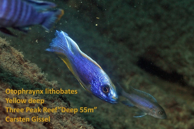 Otopharynx lithobates 'Three Peaks Reef'